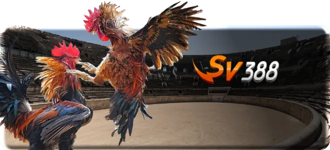 SV388 斗鸡